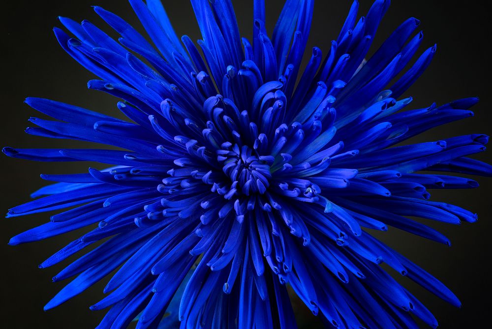 Blue flower. Free public domain CC0 image.