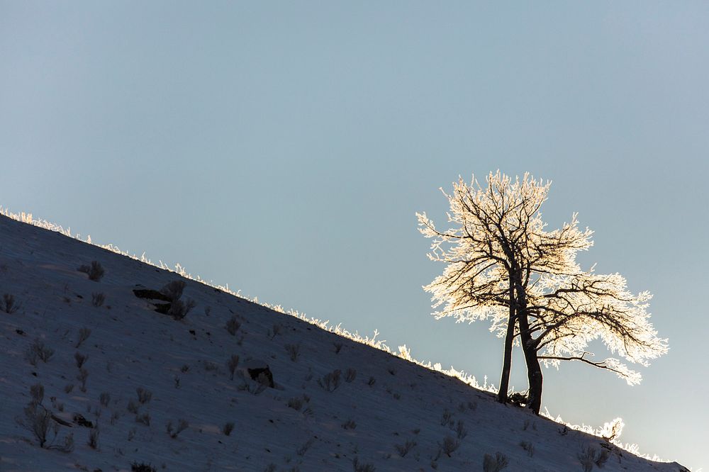 Backlit Tree with hoar frost. Original public domain image from Flickr