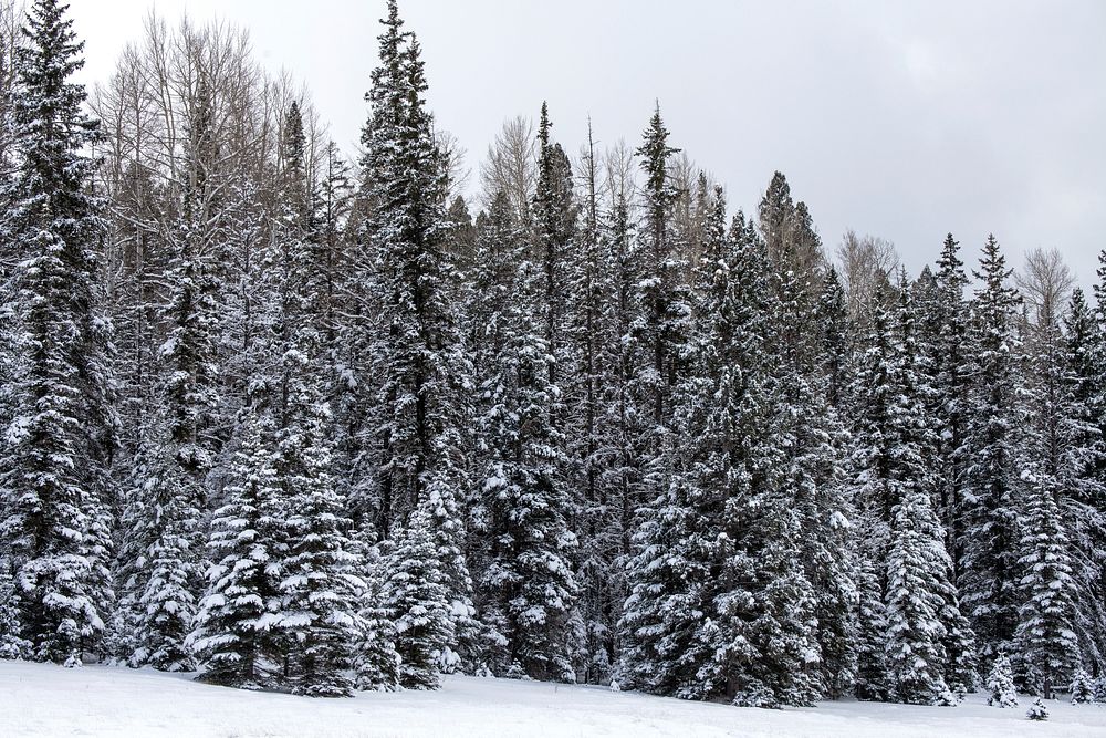 U.S. Department of Agriculture (USDA) Forest Service (FS) Apache-Sitgreaves National Forests area near Big Lake in the…