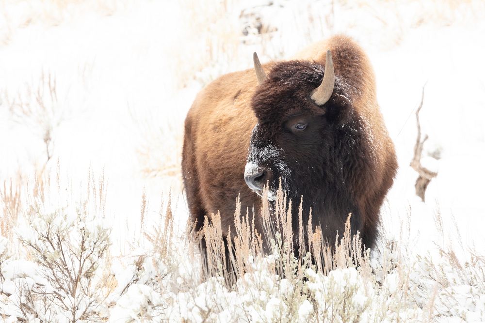 Bison feeding in the snow by Jacob W. Frank. Original public domain image from Flickr