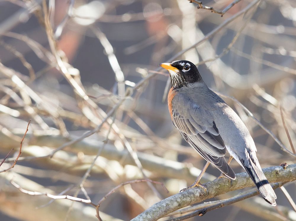 American robin bird. Free public domain CC0 image.