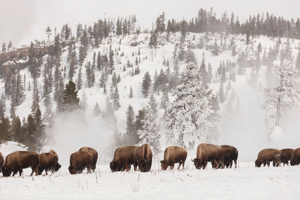Bison search for food along the Firehole River. Original public domain image from Flickr