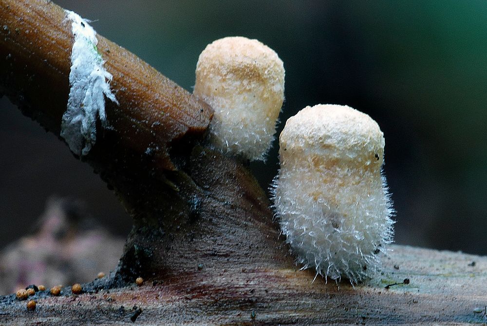 Nidula candida (woolly birdsnest fungi)