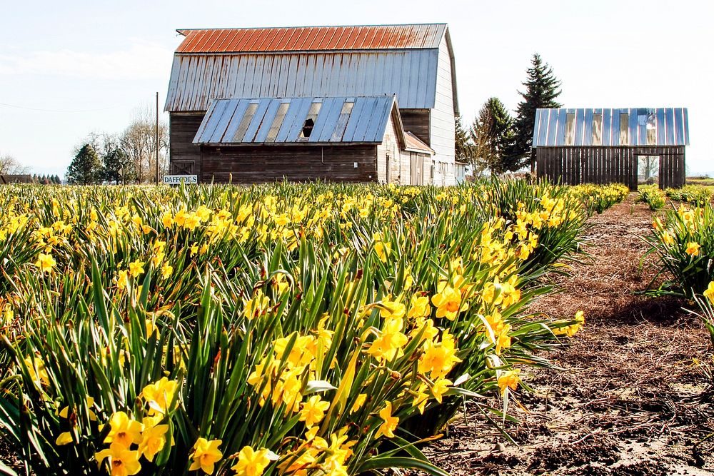 The daffodil barn, Tangent, Oregon.