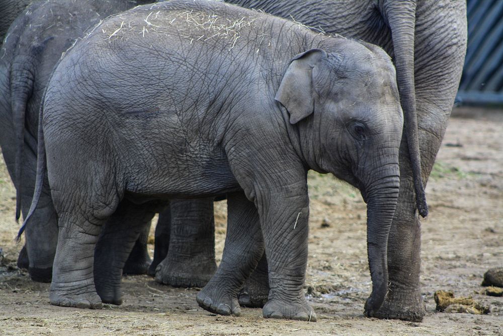 Cute baby elephant. Free public domain CC0 photo.