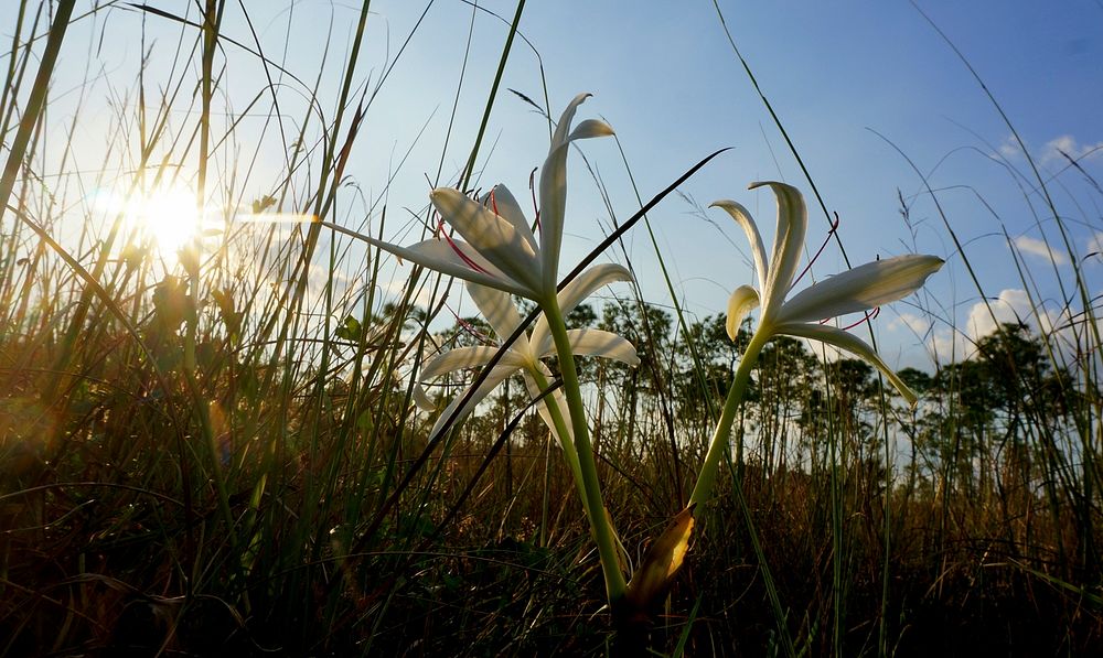 Swamp Lily. Original public domain image from Flickr