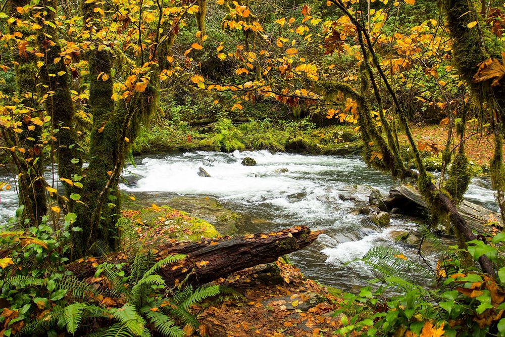 Sweet Creek Trail, Oregon.