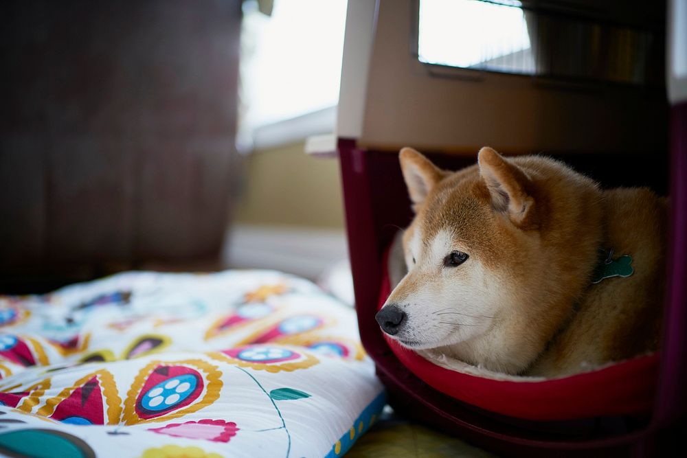 Shiba dog lying near cushion. Free public domain CC0 photo.