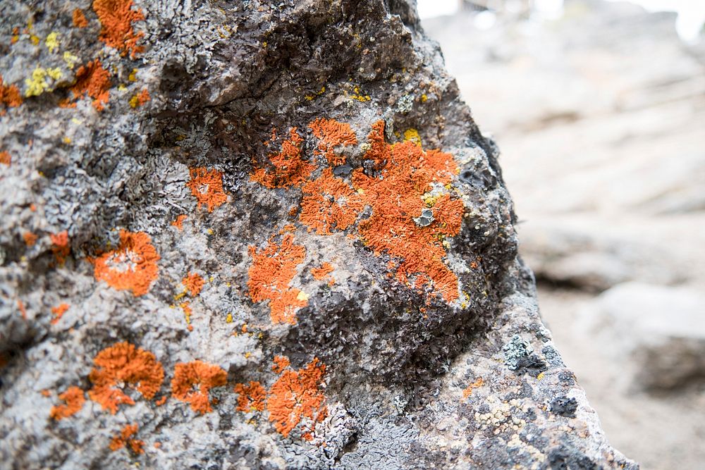 Orange Lichens on Boulder-Fremont Winema. Original public domain image from Flickr