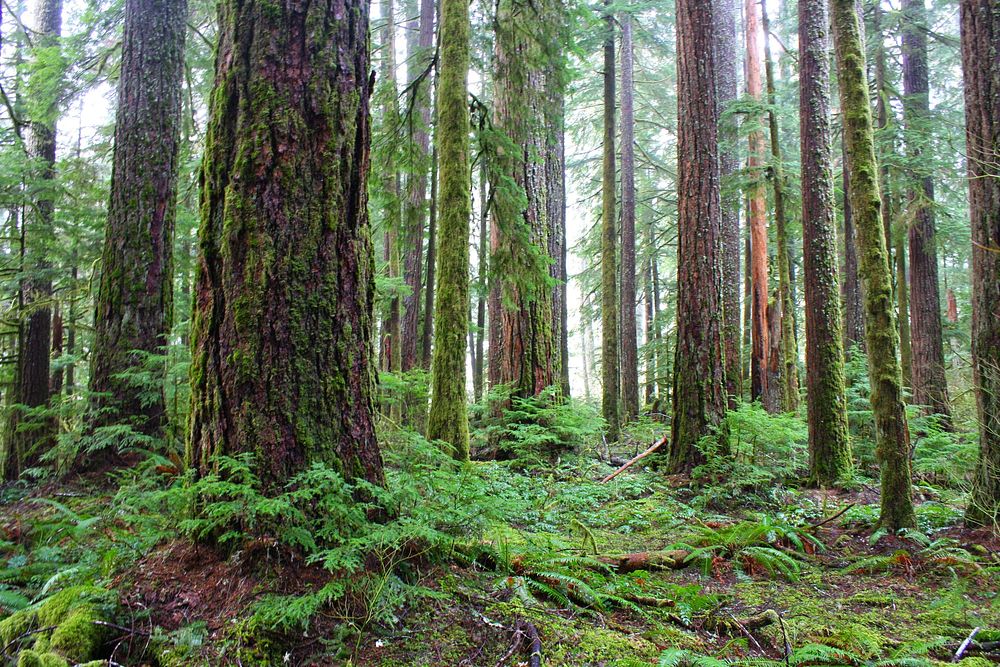 South Fork Skokomish River Trail, Olympic National Forest. Original public domain image from Flickr