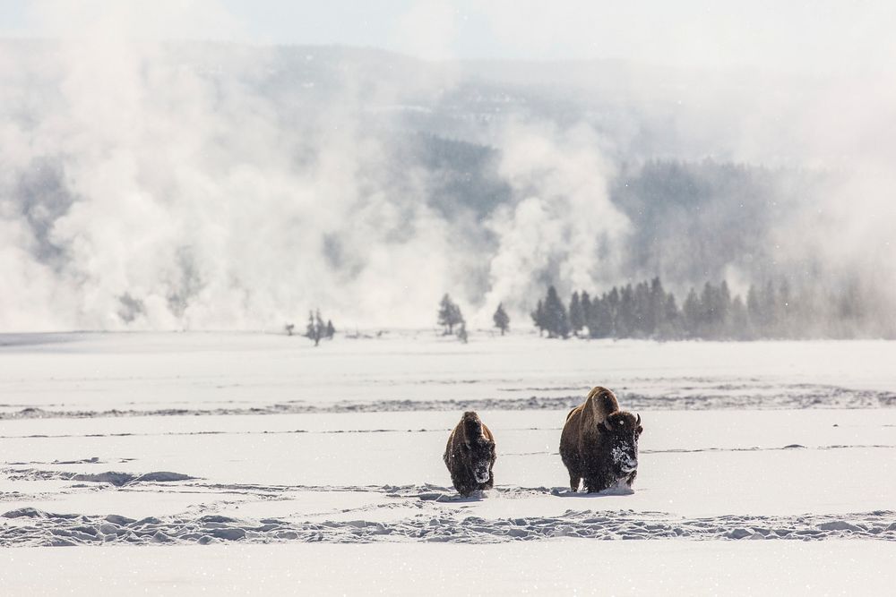 Bison in Lower Geyser Basin in winter by Jacob W. Frank. Original public domain image from Flickr
