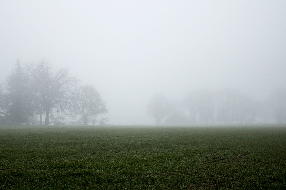Farmland with winter trees covered in heavy fog, Oregon.