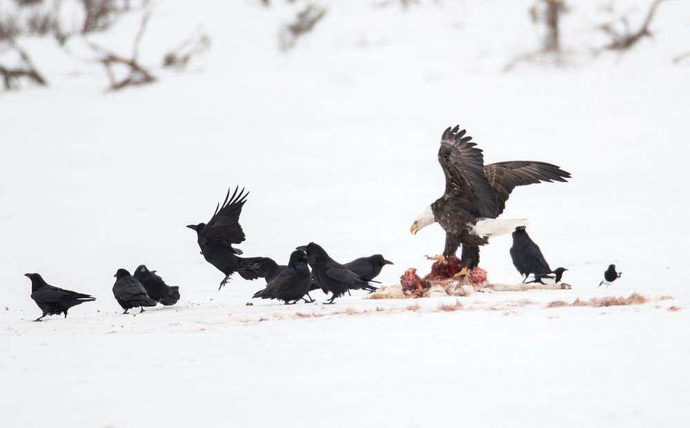 Eagles and ravens on pronghorn carcass by Jim Peaco. Original public domain image from Flickr