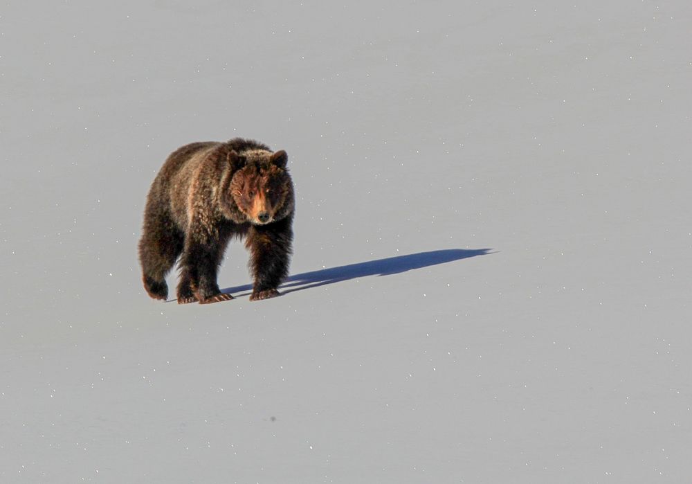 Grizzly in Hayden Valley by Eric Johnston. Original public domain image from Flickr