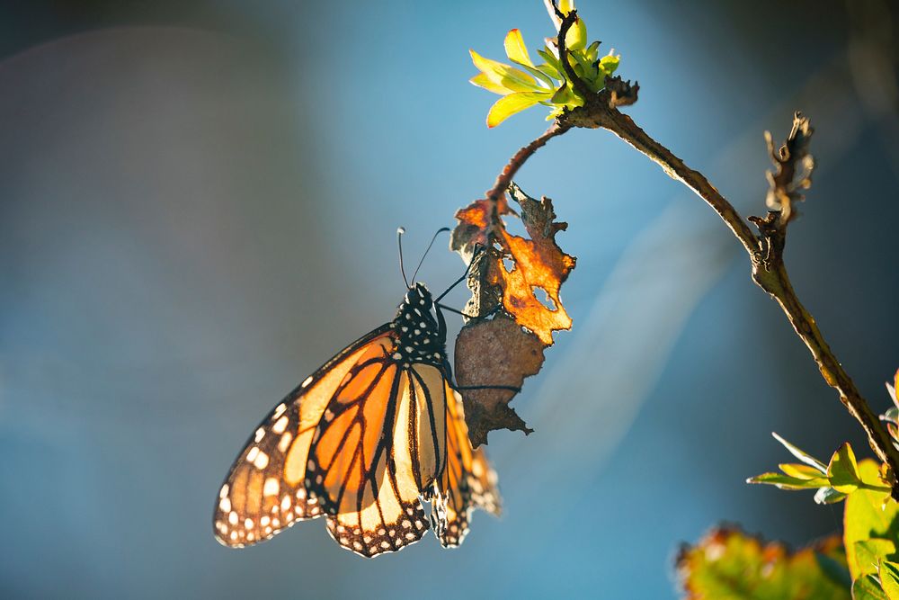 Monarch butterfly. Morning warmth. Original public domain image from Flickr