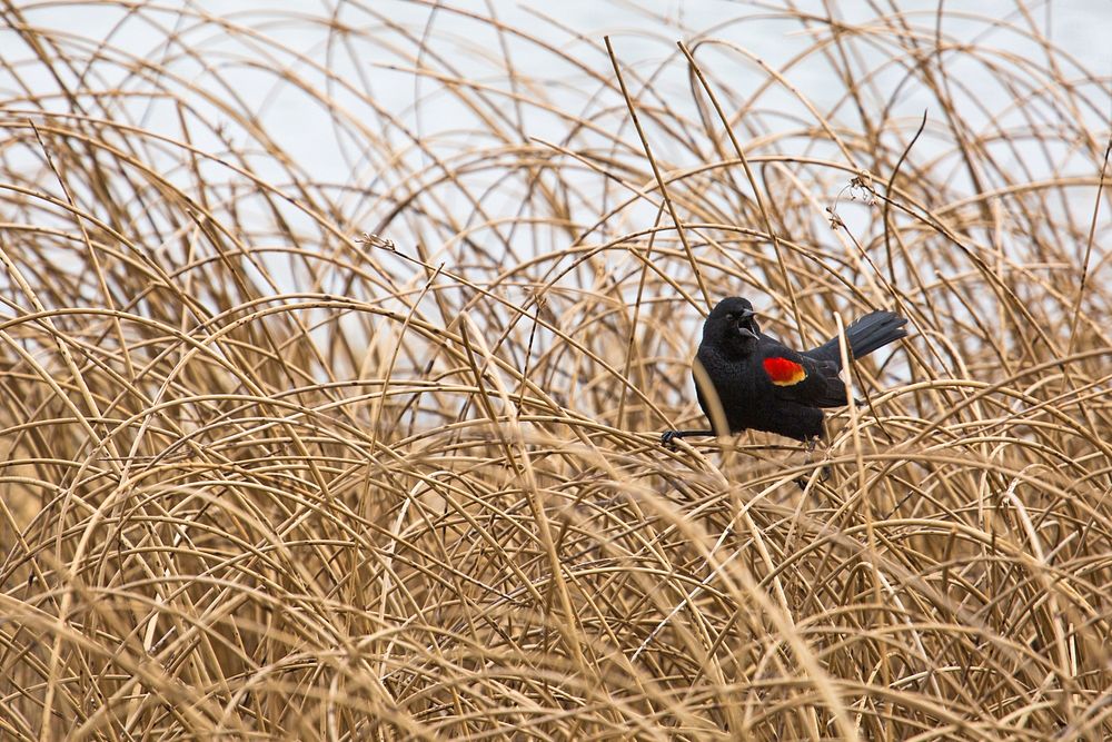 Red-winged blackbird, Mammoth Hot Springs by Neal Herbert. Original public domain image from Flickr