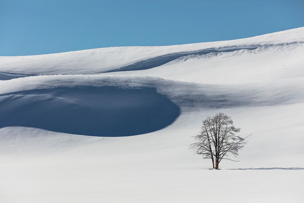 Lone tree and snowy hills in Hayden Valley. Original public domain image from Flickr