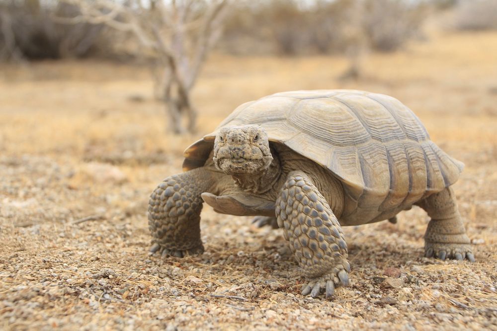 Desert tortoise. Original public domain | Free Photo - rawpixel