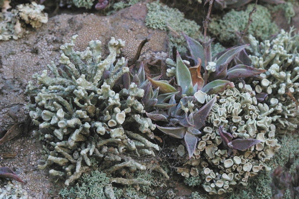 Lichen. Niebla combeoides. Original public domain image from Flickr
