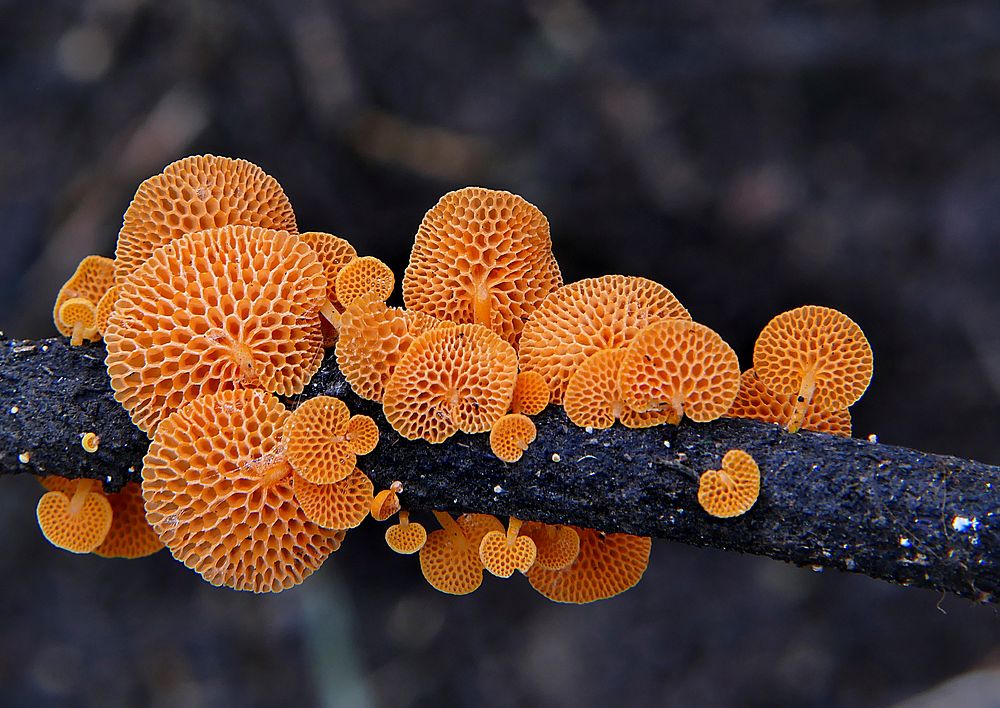 Favolaschia calocera - Orange Pore fungus. Original public domain image from Flickr