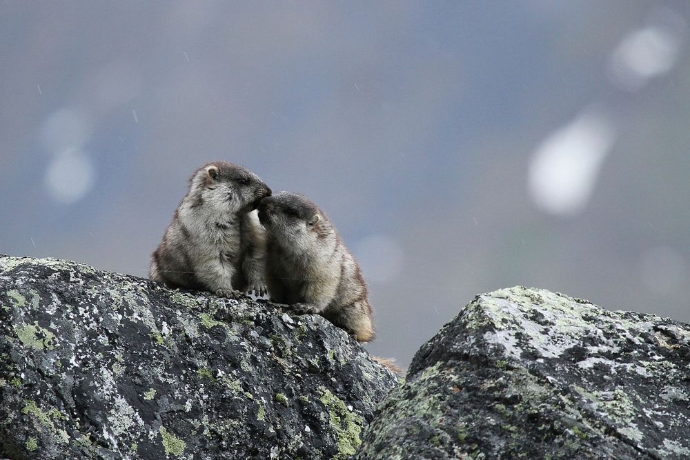 Squirrels on rock. Original public domain image from Flickr