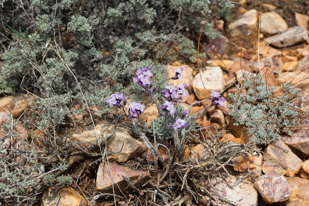 Pebble Plain FloraNative California flowers growing on pebble plains in the Big Bear AreaForest Service photo by Tania C.…