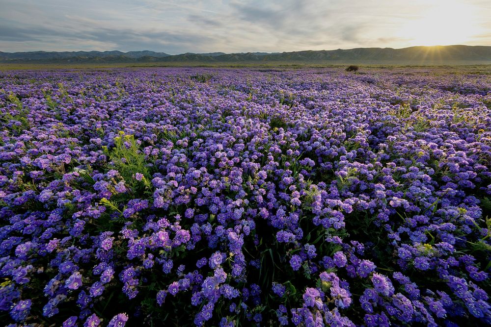 The flowers are currently blooming throughout the Carrizo Plain National Monument and the bloom should continue for a short…