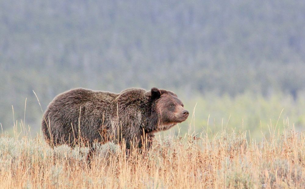 Grizzly near Wapiti Lake Trail by Eric Johnston. Original public domain image from Flickr