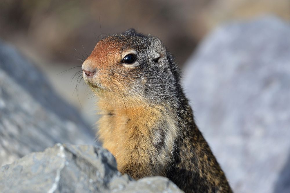Columbian Ground Squirrel. Original public domain image from Flickr