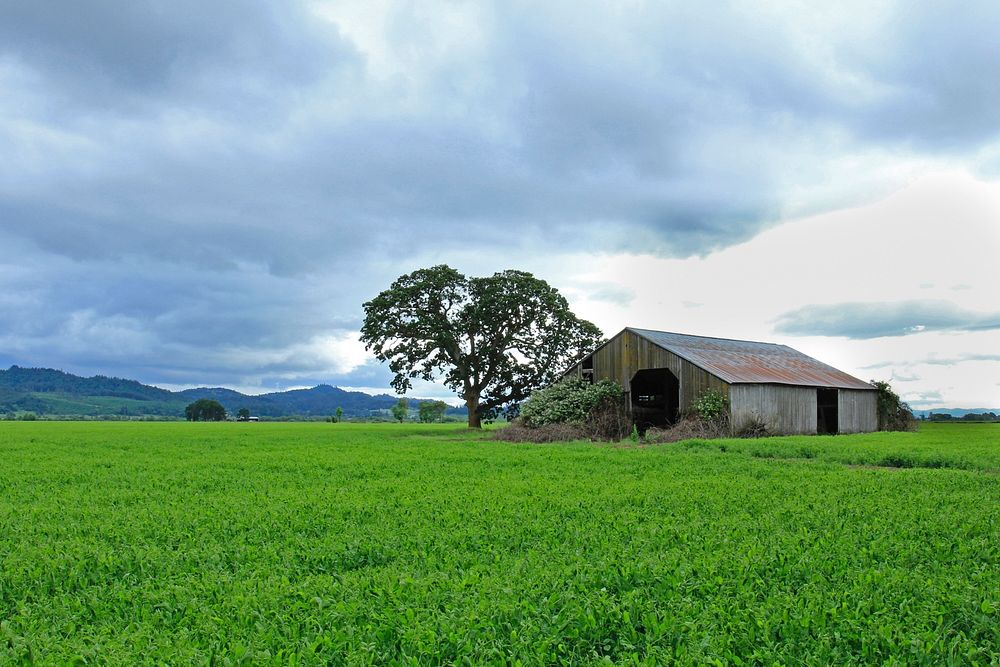 Old barn, stormy skies, green field, Oregon.