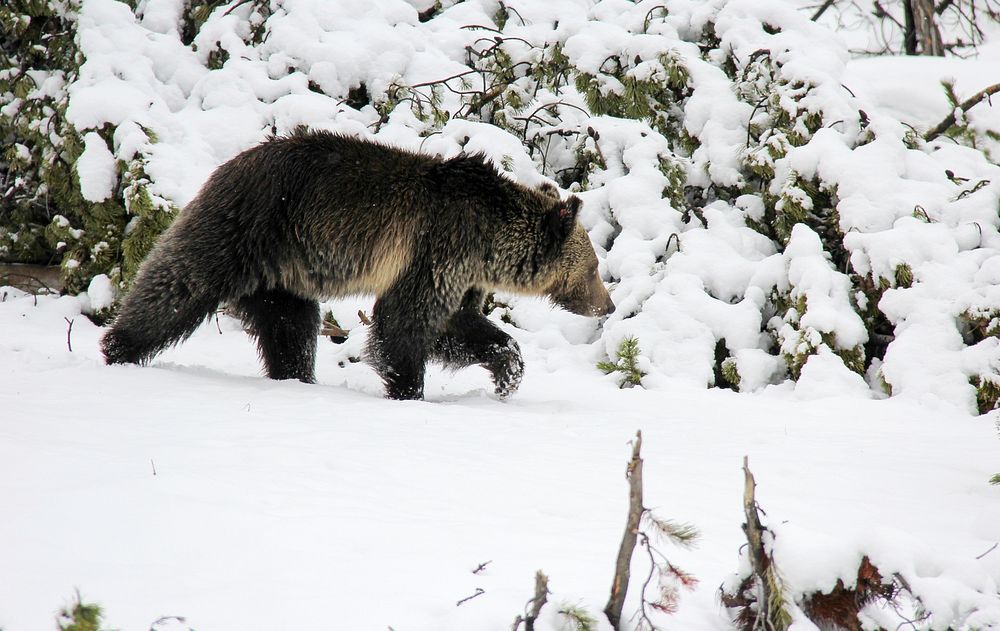 Grizzly bear by Kimberly Shields. Original public domain image from Flickr