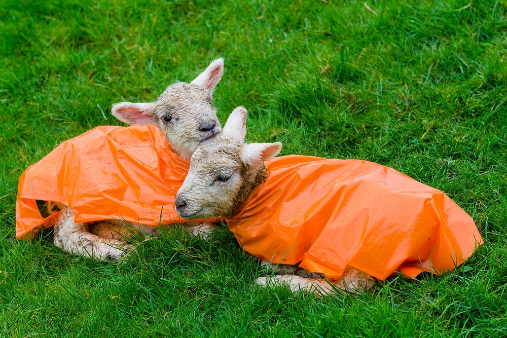 Lambs with orange raincoats. Original public domain image from Flickr