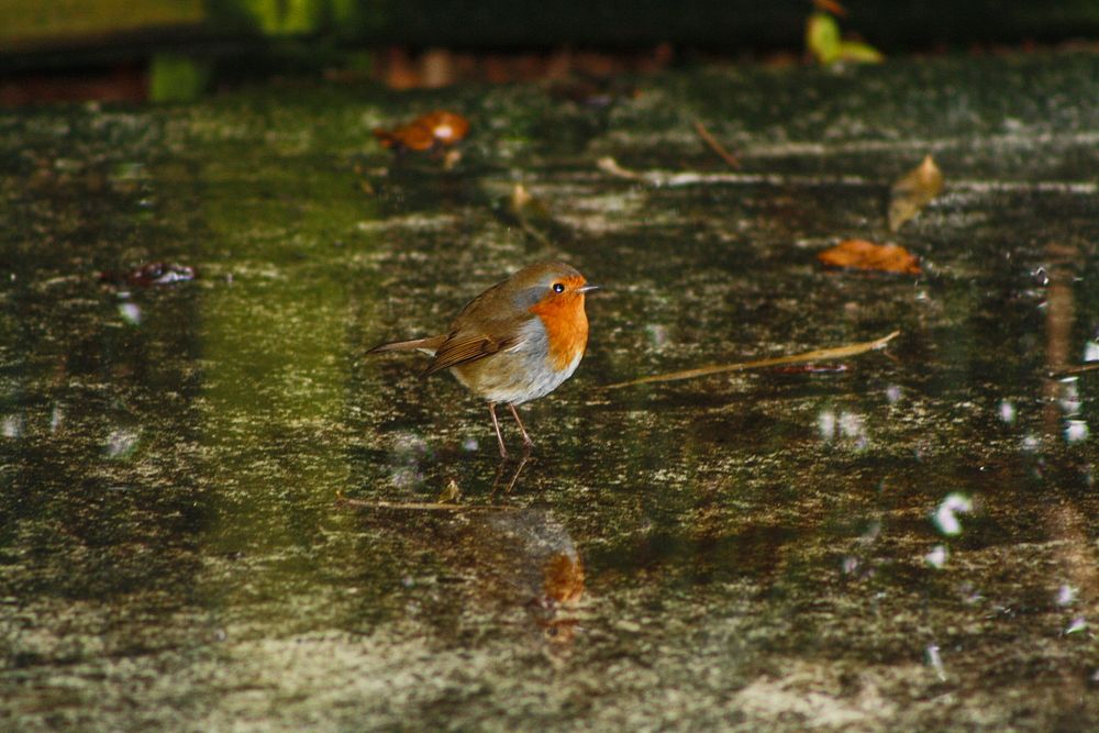 Robin in the Rain. Original public domain image from Flickr