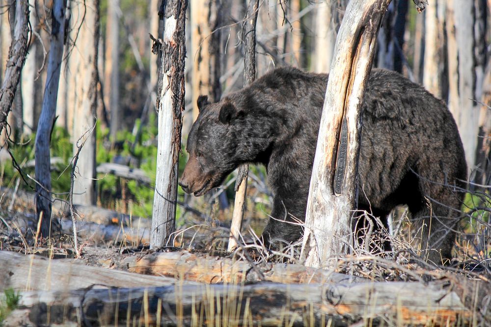 Grizzly on Howard Eaton Trail near Lake by Eric Johnston. Original public domain image from Flickr