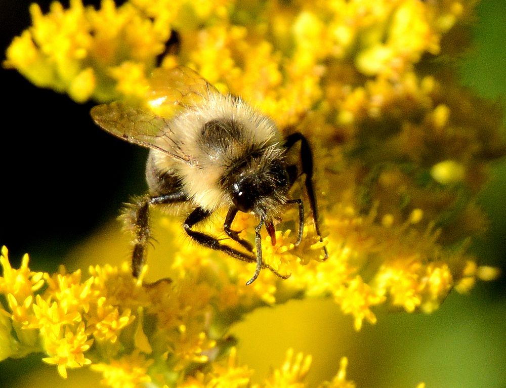 Bumblebee on goldenrod. Original public domain image from Flickr