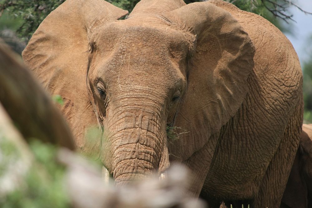 Elephant in Samburu, Kenya.