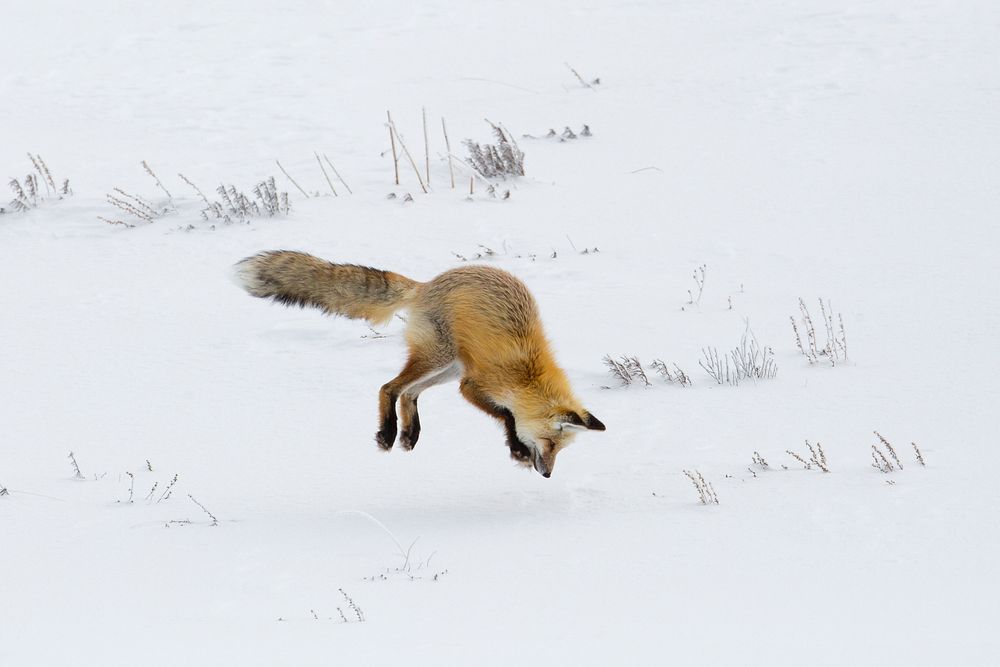 Hunting fox jumping headfirst into snow. Original public domain image from Flickr