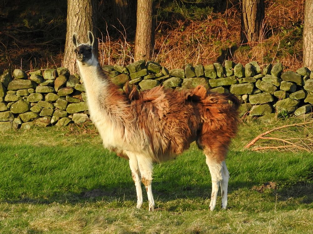 Llamas. Original public domain image from Flickr