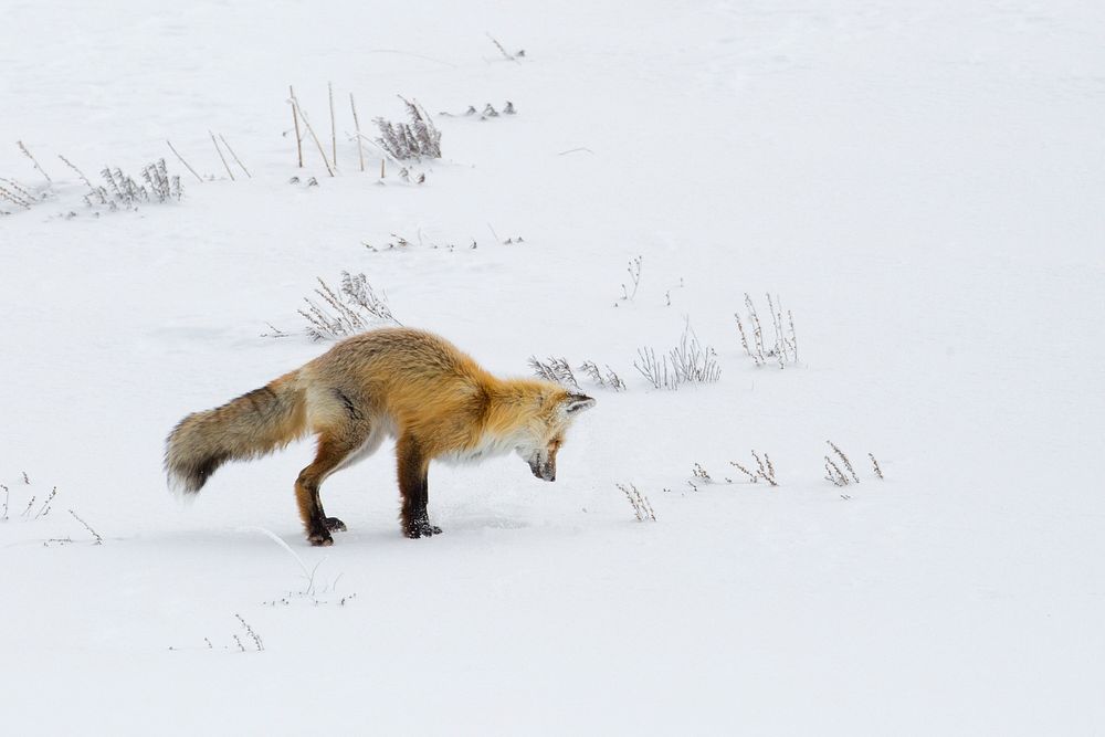 Hunting fox, Hayden Valley by Neal Herbert. Original public domain image from Flickr