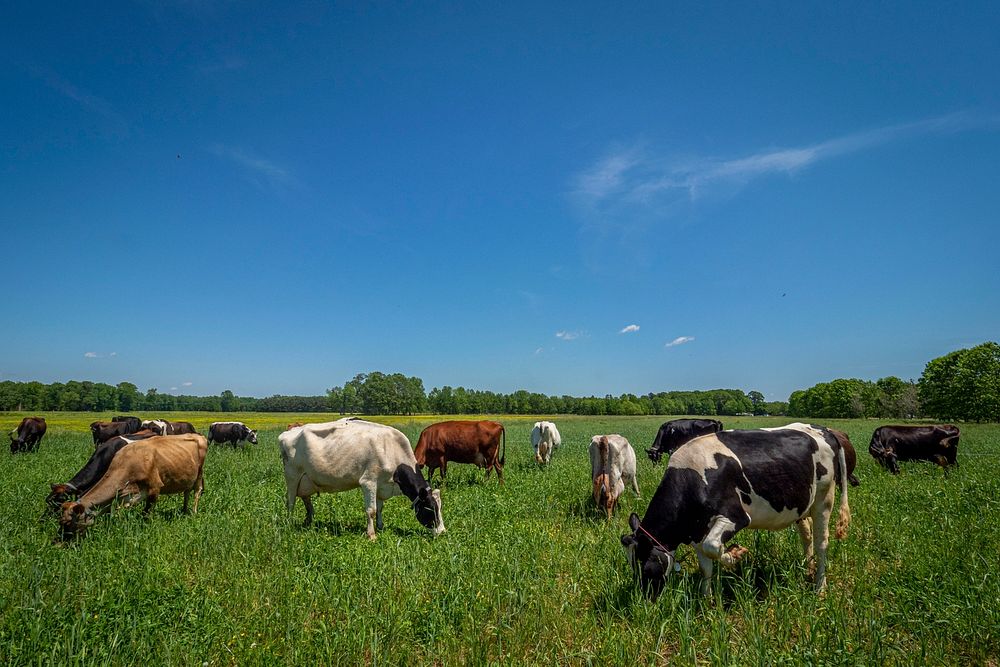 Nice Farms Creamery (@nicefarmscreamery) is a 201-acre dairy farm that has 120 acres of permanent pasture, 60 acres of…