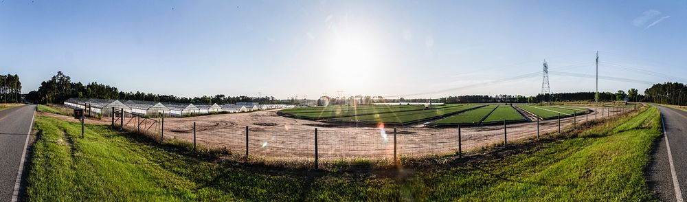 Panorama of long-leaf pine seedlings growing on raised beds and irrigated by a pivot micro-irrigation system at Lewis Taylor…