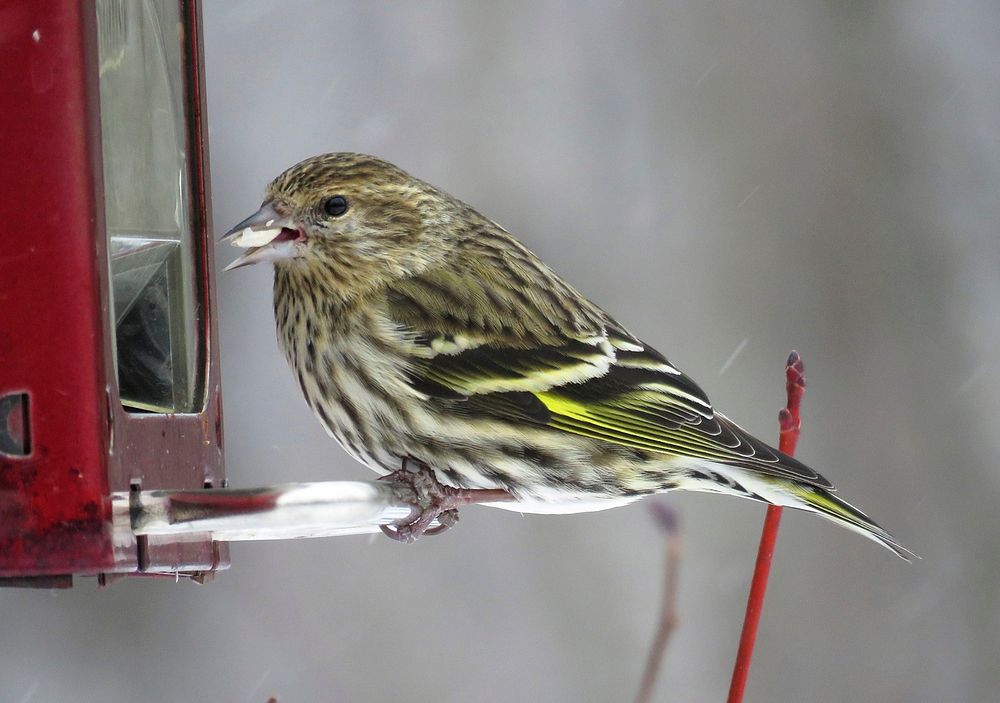 Pine Siskin in MinnesotaThis one was spotted in Minnesota at Morris Wetland Management District. Photo by Alex Galt/USFWS.…