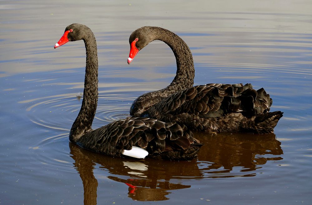 The black swan (Cygnus atratus). Original public domain image from Flickr