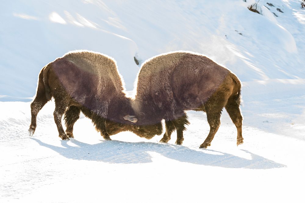 Bull bison sparring in the road. Original public domain image from Flickr