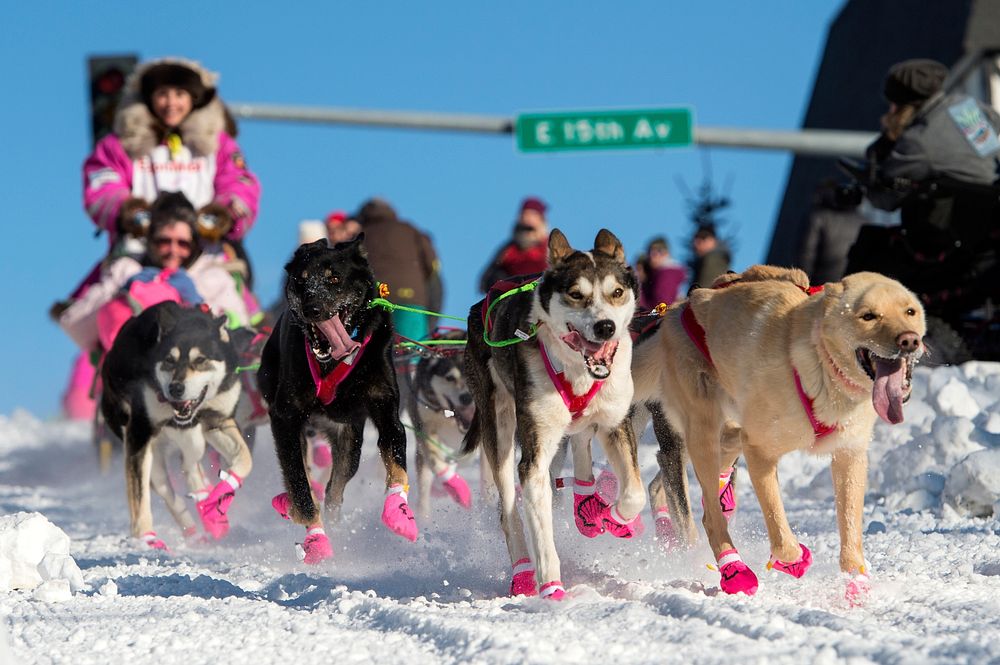 Iditarod 2017The ceremonial start to the 45th annual Iditarod Trail Sled Dog Race was hosted at Anchorage, Alaska, March 4…