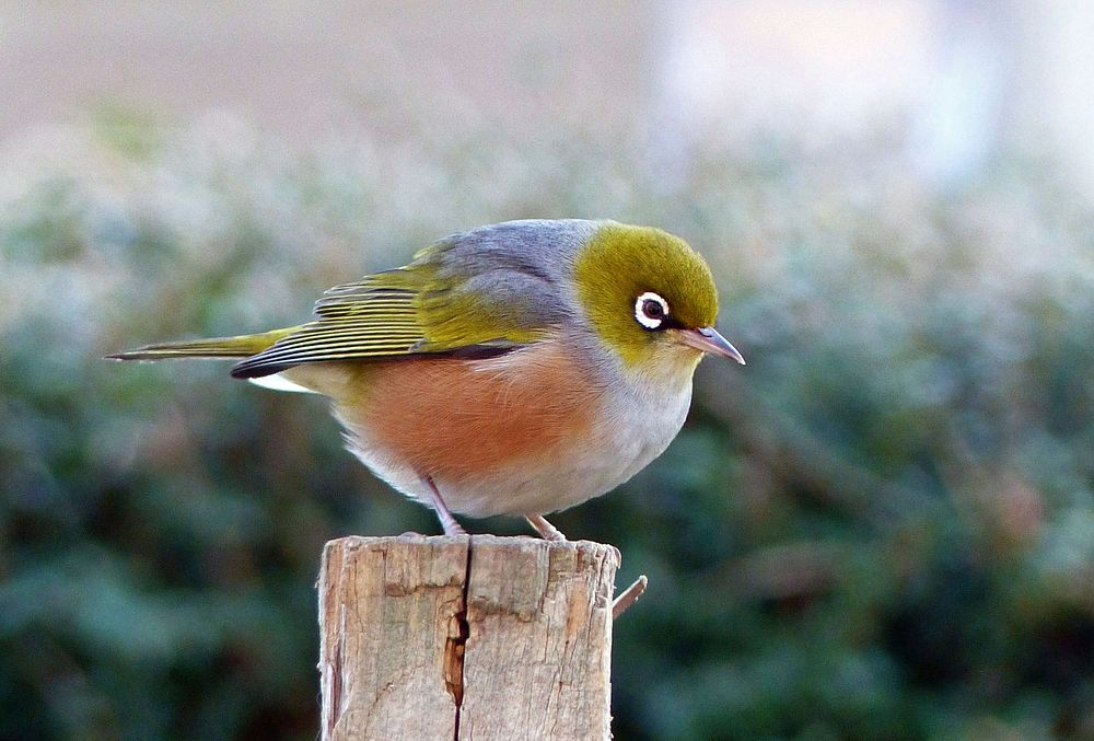 Silvereye (Zosterops lateralis) | Free Photo - rawpixel