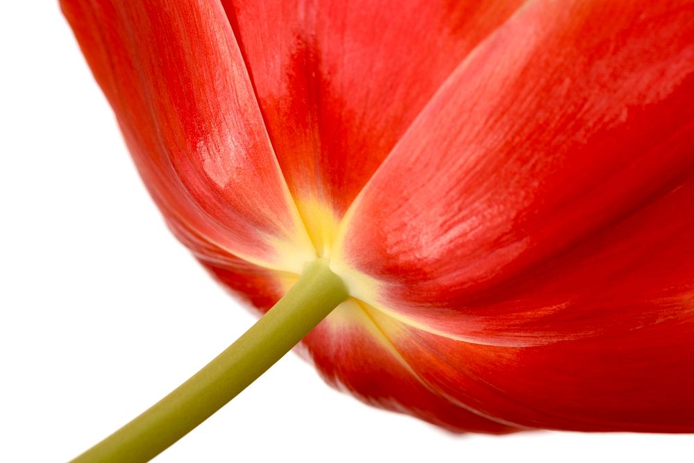 Tulip. Original public domain image from Flickr