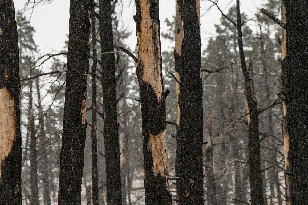 Burned trees in the U.S. Department of Agriculture (USDA) Forest Service (FS) Apache-Sitgreaves National Forests' (Apache…