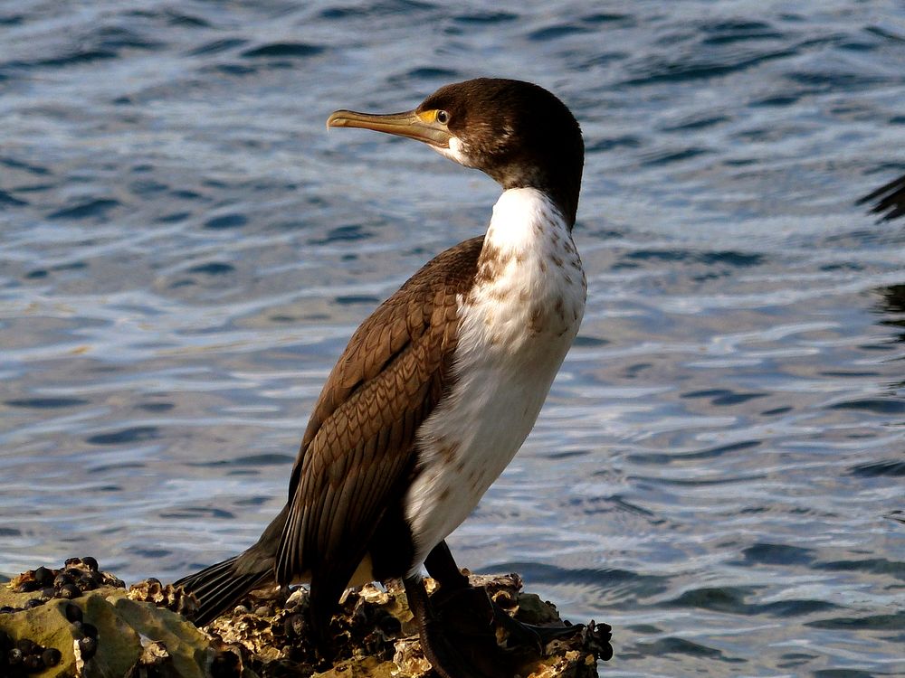 Spotted shag.