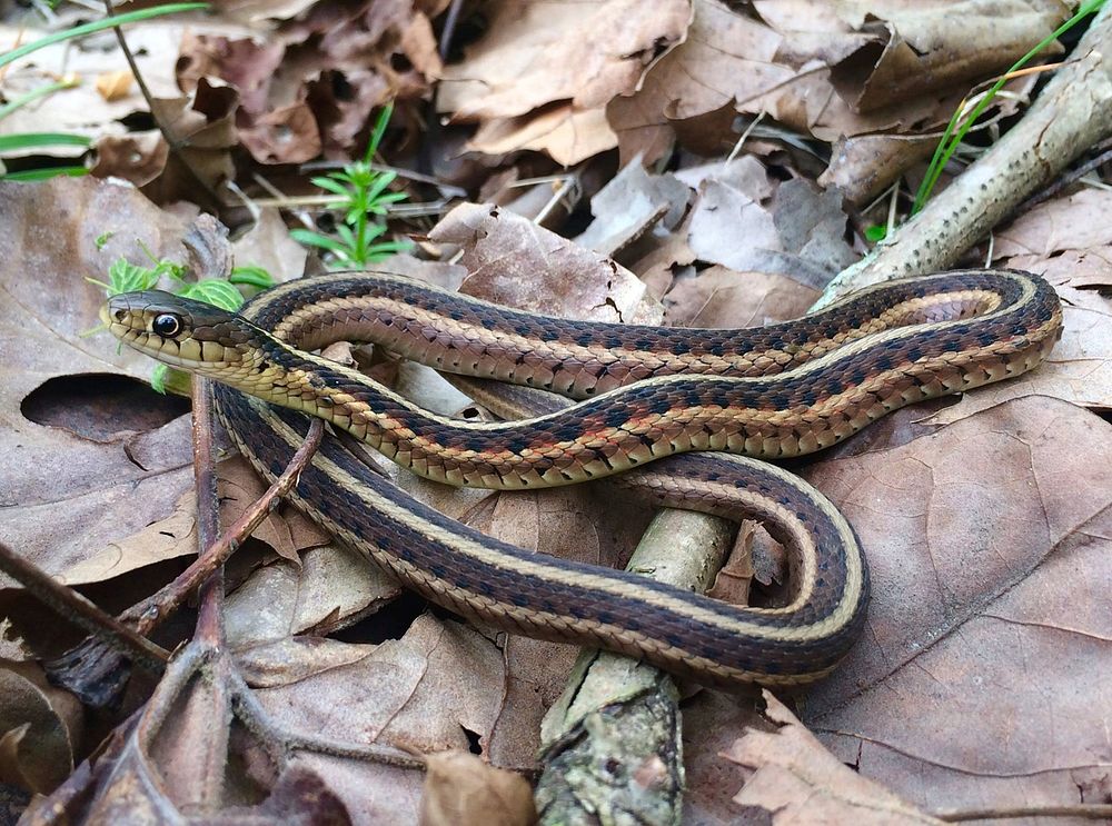 Common Garter SnakeThis common garter snake was spotted at Port Louisa National Wildlife Refuge in Iowa. These snakes are…